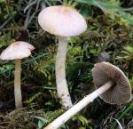 Agaricus diminutivus - fungi species list A Z